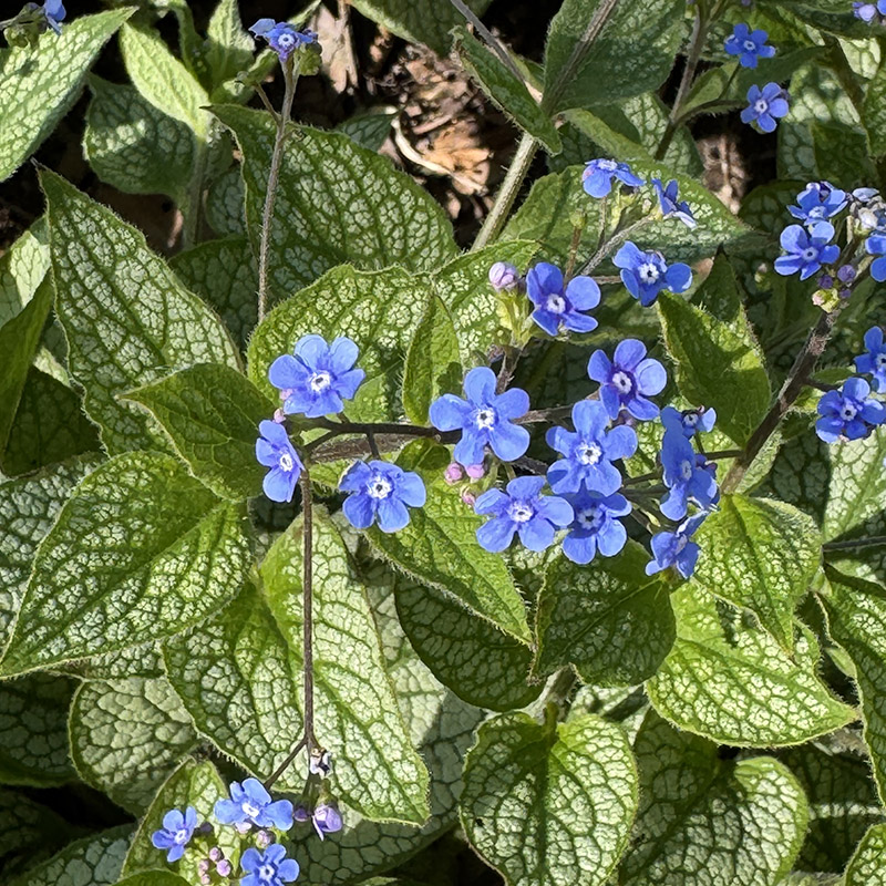 Brunnera macrophylla ‘Queen of Hearts’