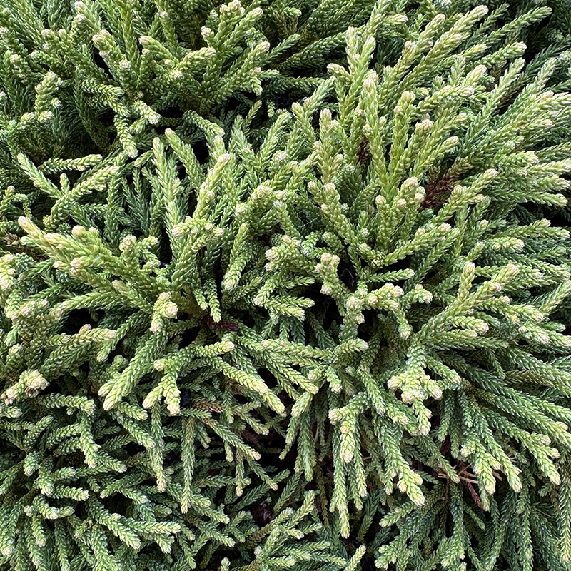 Cryptomeria japonica ‘Little Champion’