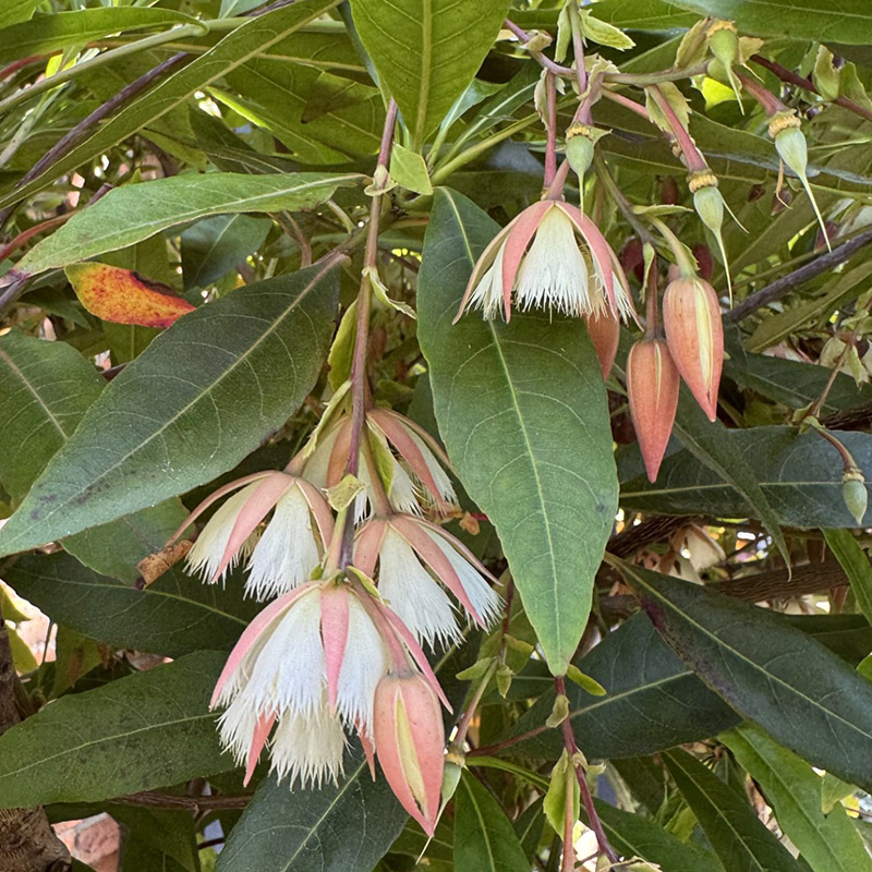 Elaeocarpus grandifloras