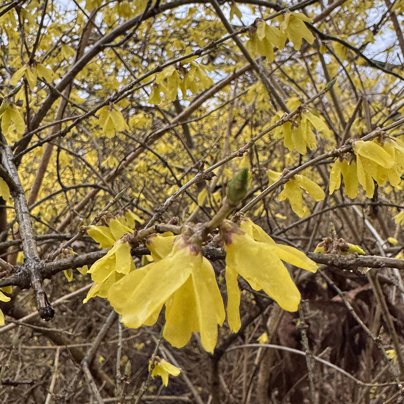 forsythia courtasol