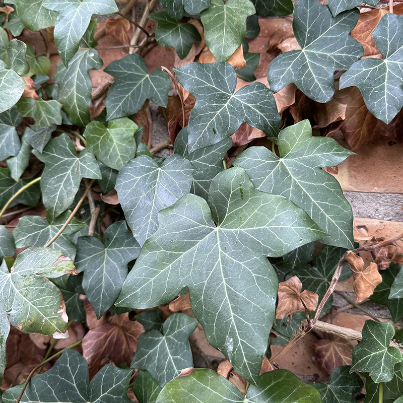 Hedera helix