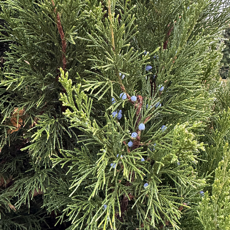 Juniperus virginiana ‘Hillspire’