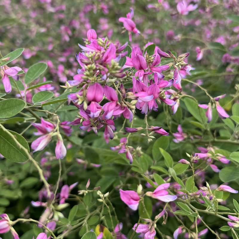 Lespedeza thunbergii ‘Gibraltar’