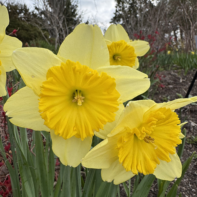narcissua raoul wallenberg