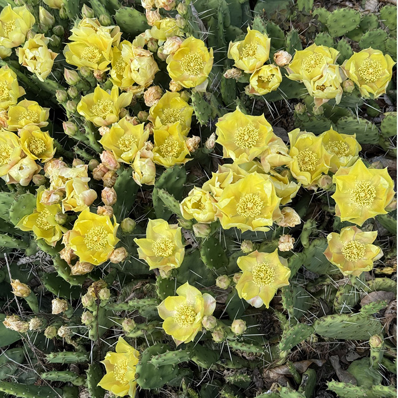 Opuntia nemoralis