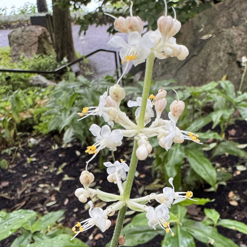 Pollia japonica