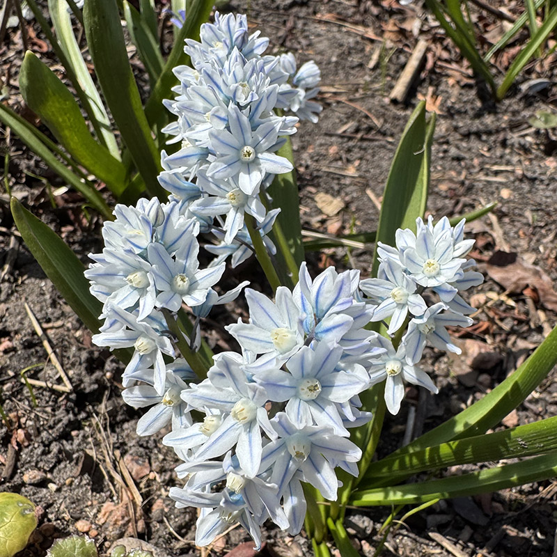 striped squill