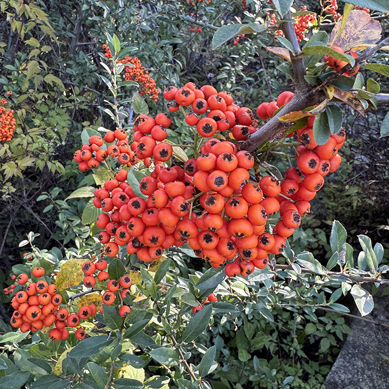 Pyracantha ‘Gnozam’