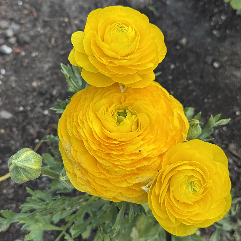 Ranunculus asiaticus ‘Maché Yellow’