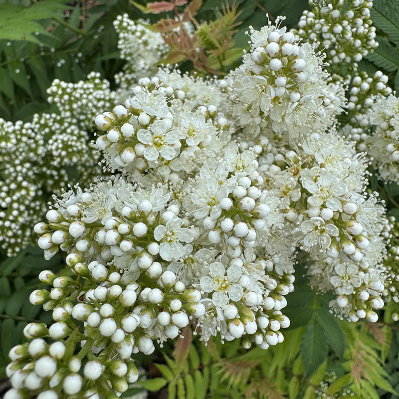 Sorbaria sorbifolia