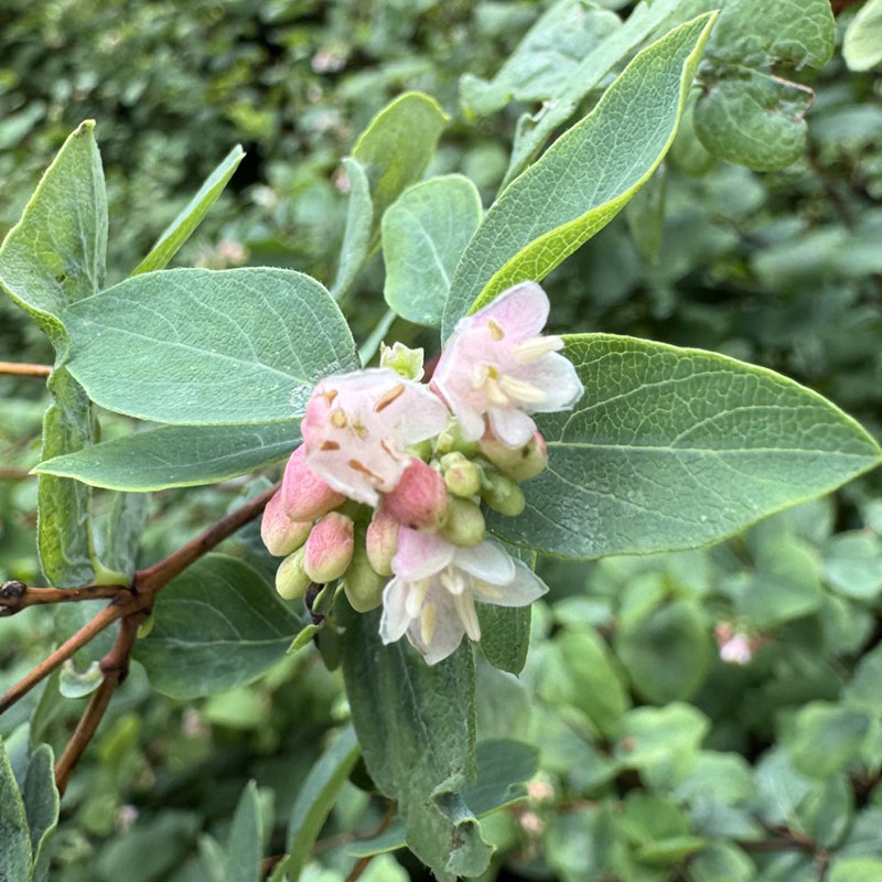 Symphoricarpos × doorenbosii ‘Mother of Pearl’