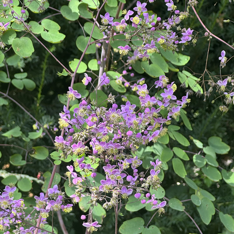 Thalictrum rochebruneanum