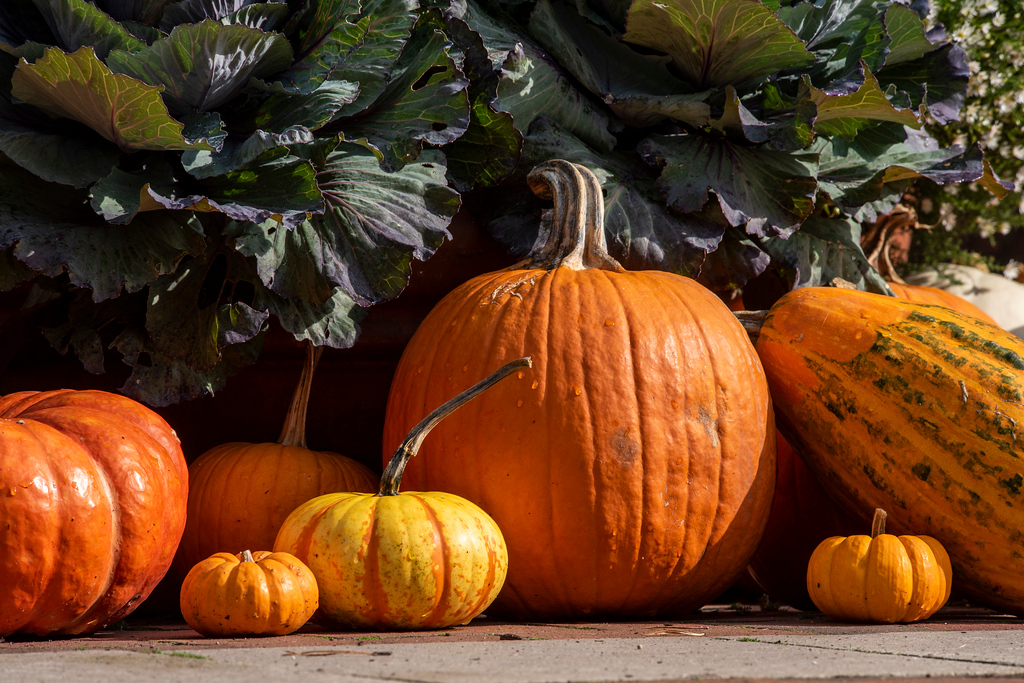 pumpkin painting