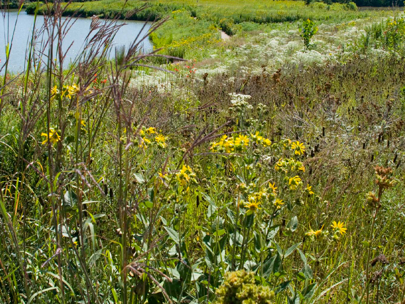 Prairie fen