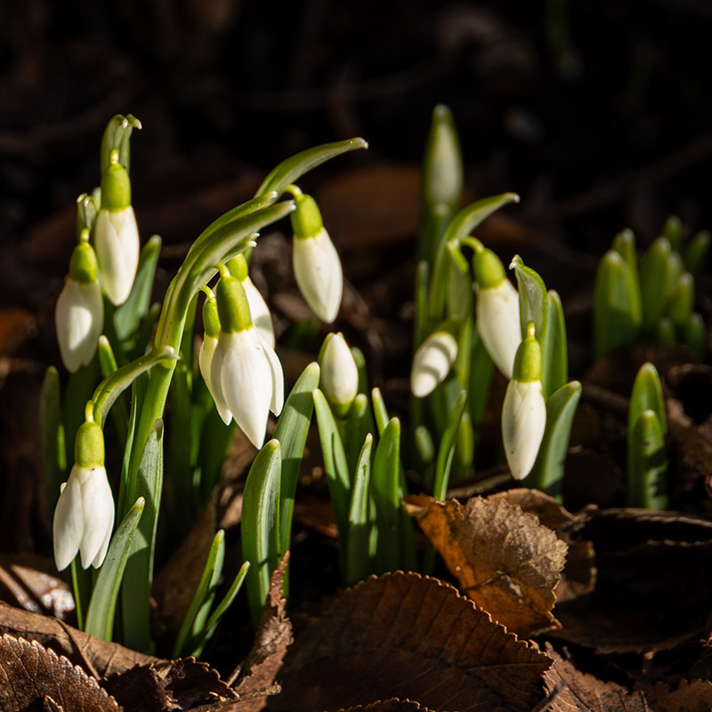 Galanthus nivalis