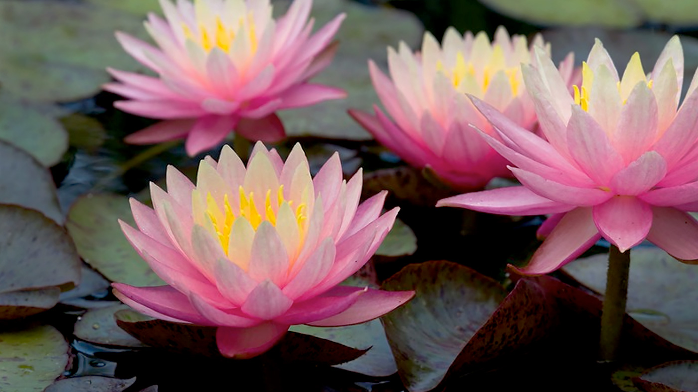 Water Lily: Nymphaea 'Sunfire'
