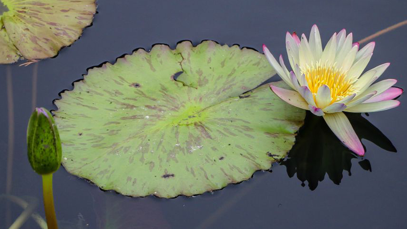 Water Lily: Nymphaea 'Green Smoke'