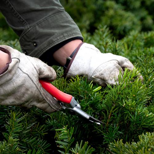 Adult Ed Horticulture Pruning