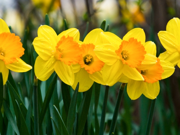 Daffodils