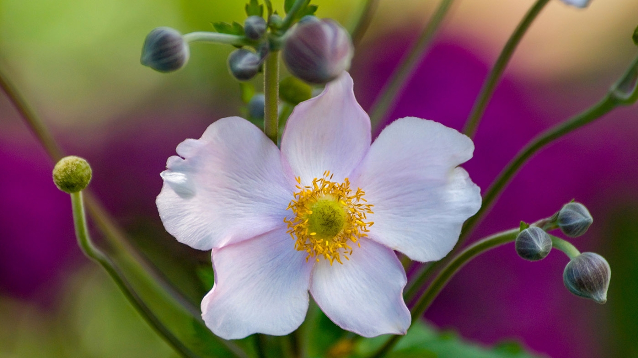 Fall flowers