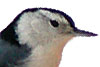 PHOTO: white-breasted nuthatch