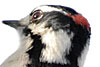 PHOTO: woodpecker