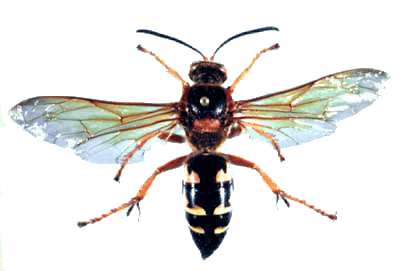 Large Wasp Like Insects Cicada Killers Chicago Botanic Garden