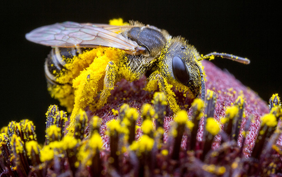 honey bee pollination