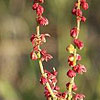 Red sorrel (Rumex acetosella)