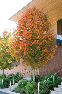 PHOTO: Fall Fiesta™ sugar maple (Acer saccharum 'Ballsta')