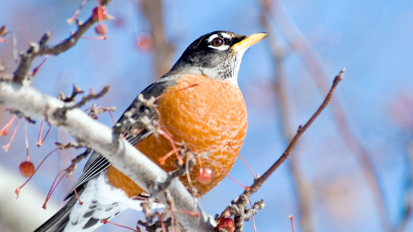 Birding