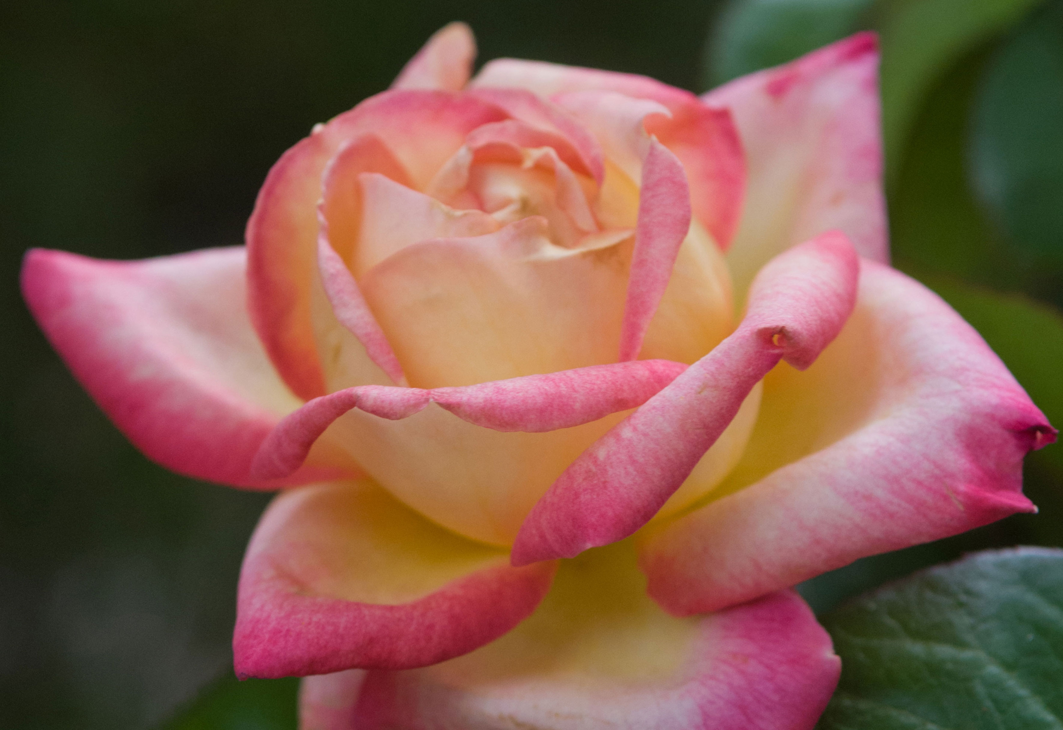 Roses: Visiting the Queen of Flowers
