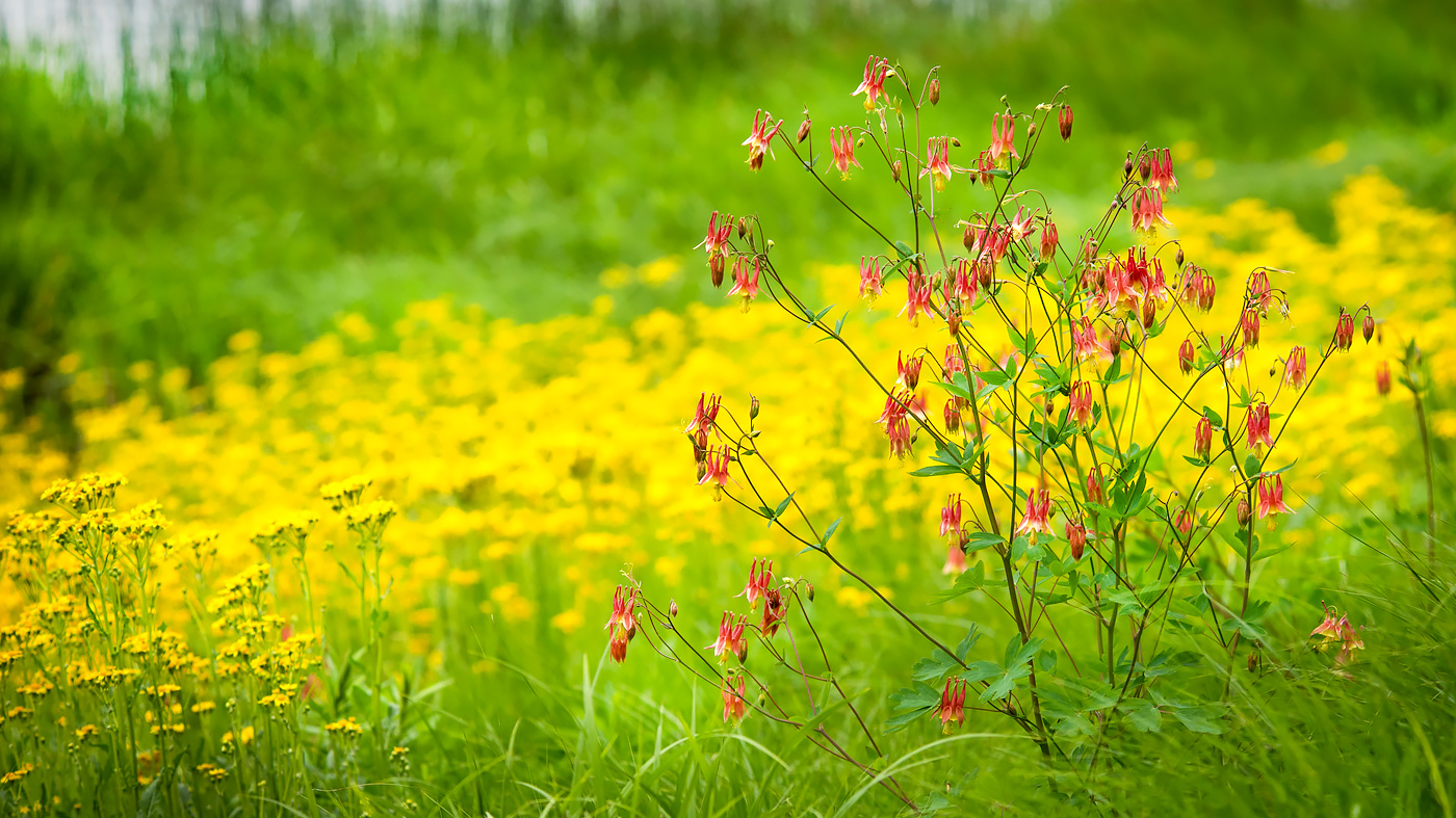 Conservation Walks