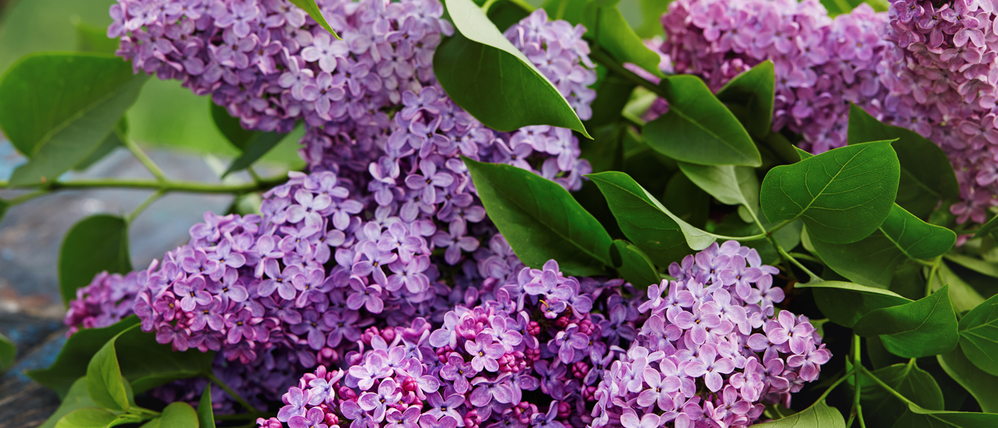 Preservative solutions extends flower vase life of lilac