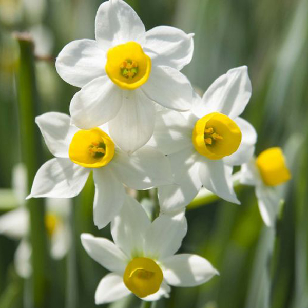 Narcissus canaliculatus