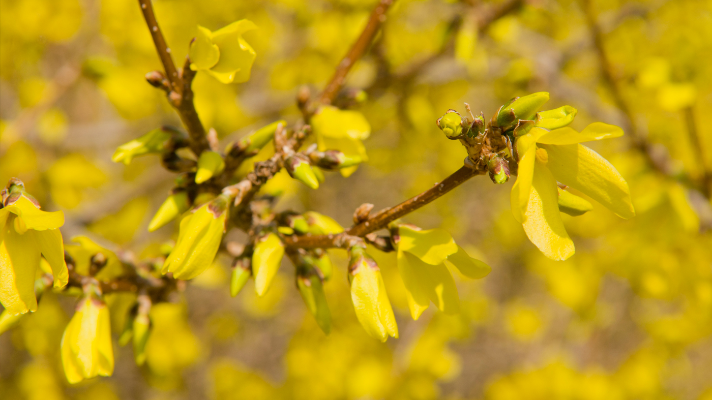 Forsythia Bloom – Japanese Garden