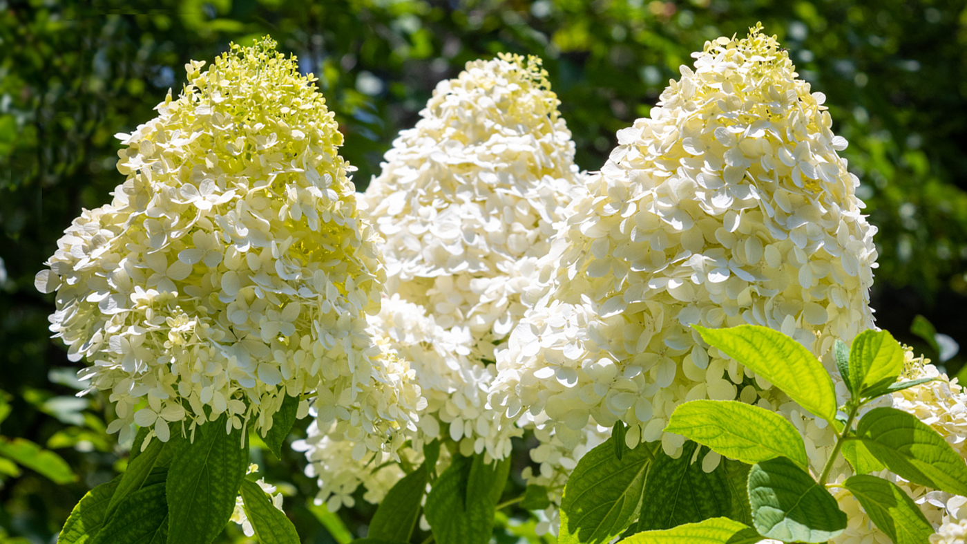 hydrangea