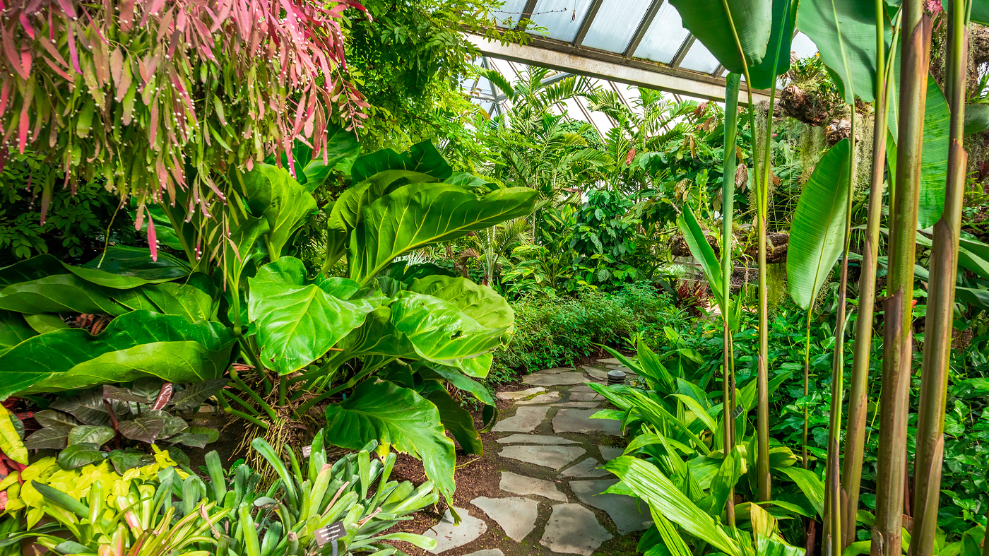 The Greenhouses