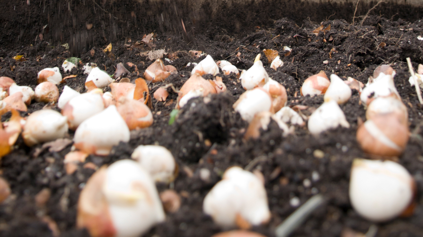 Bulbs planting