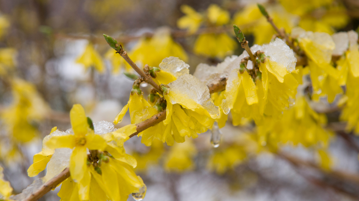 forsythia buds