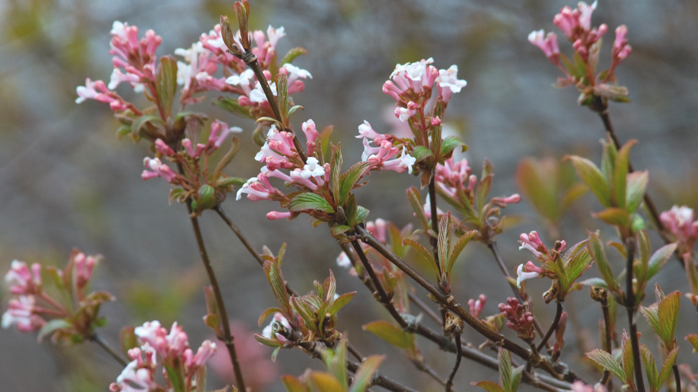 Viburnum nanum