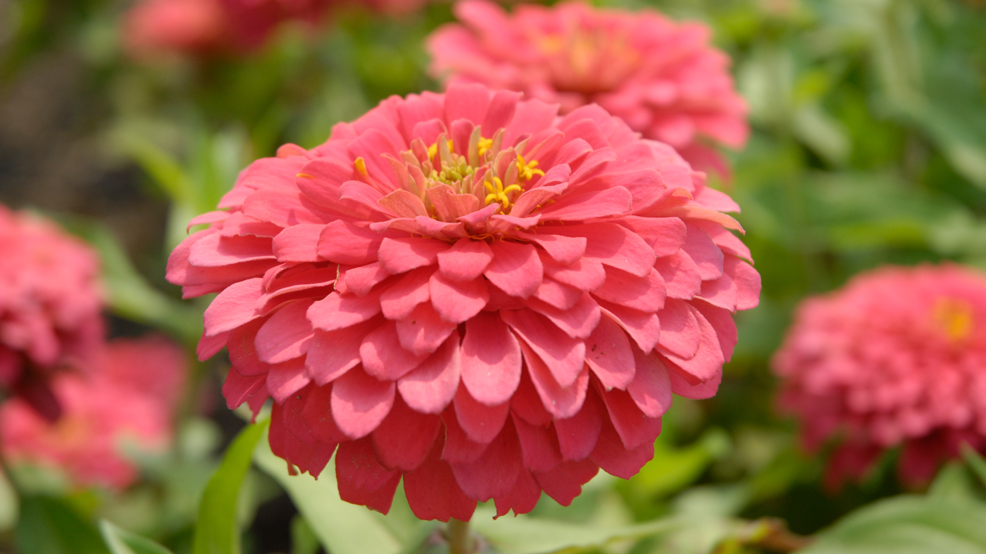 Zinnia