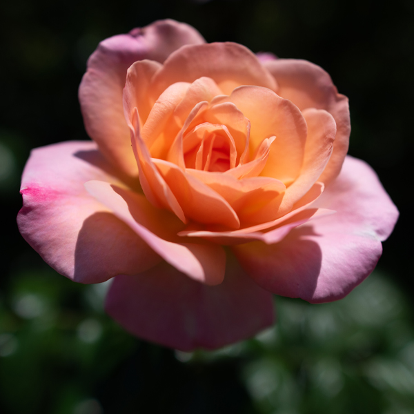 Bright and Sunny Rose
