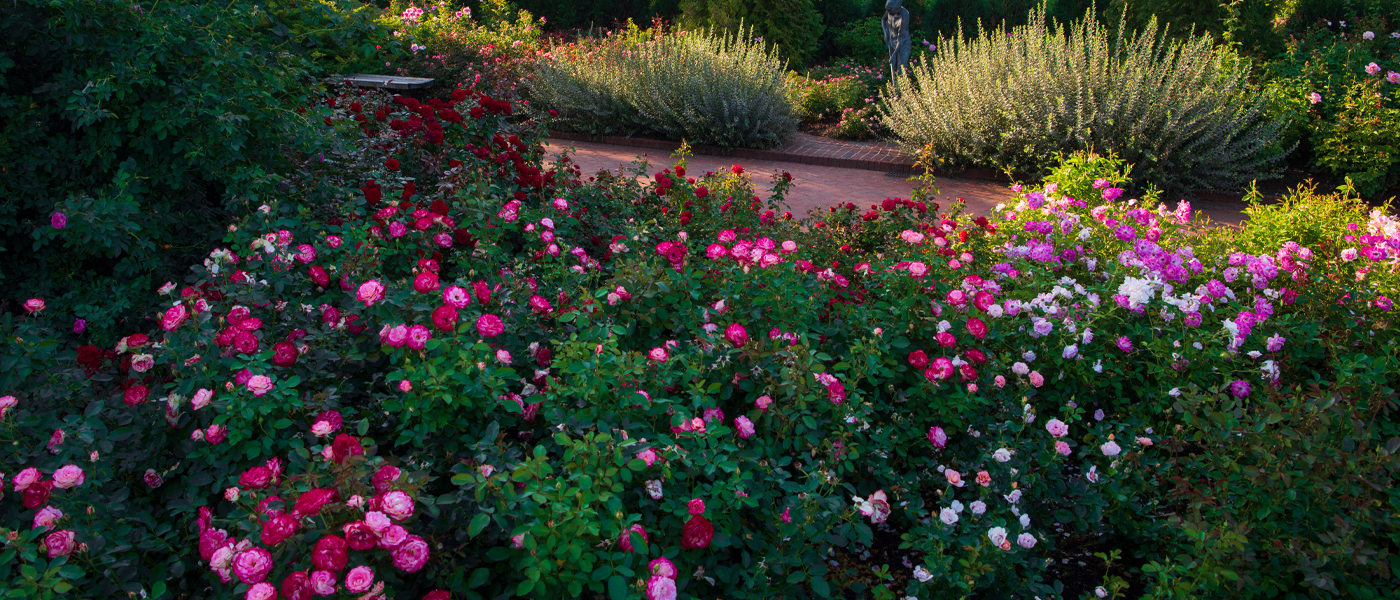 Krasberg Rose Garden