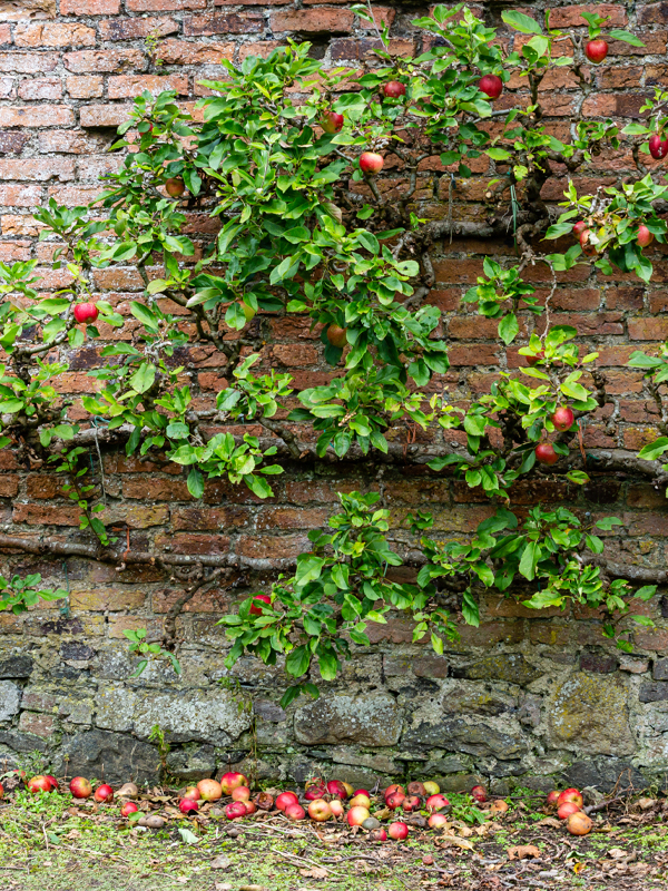 apple espalier