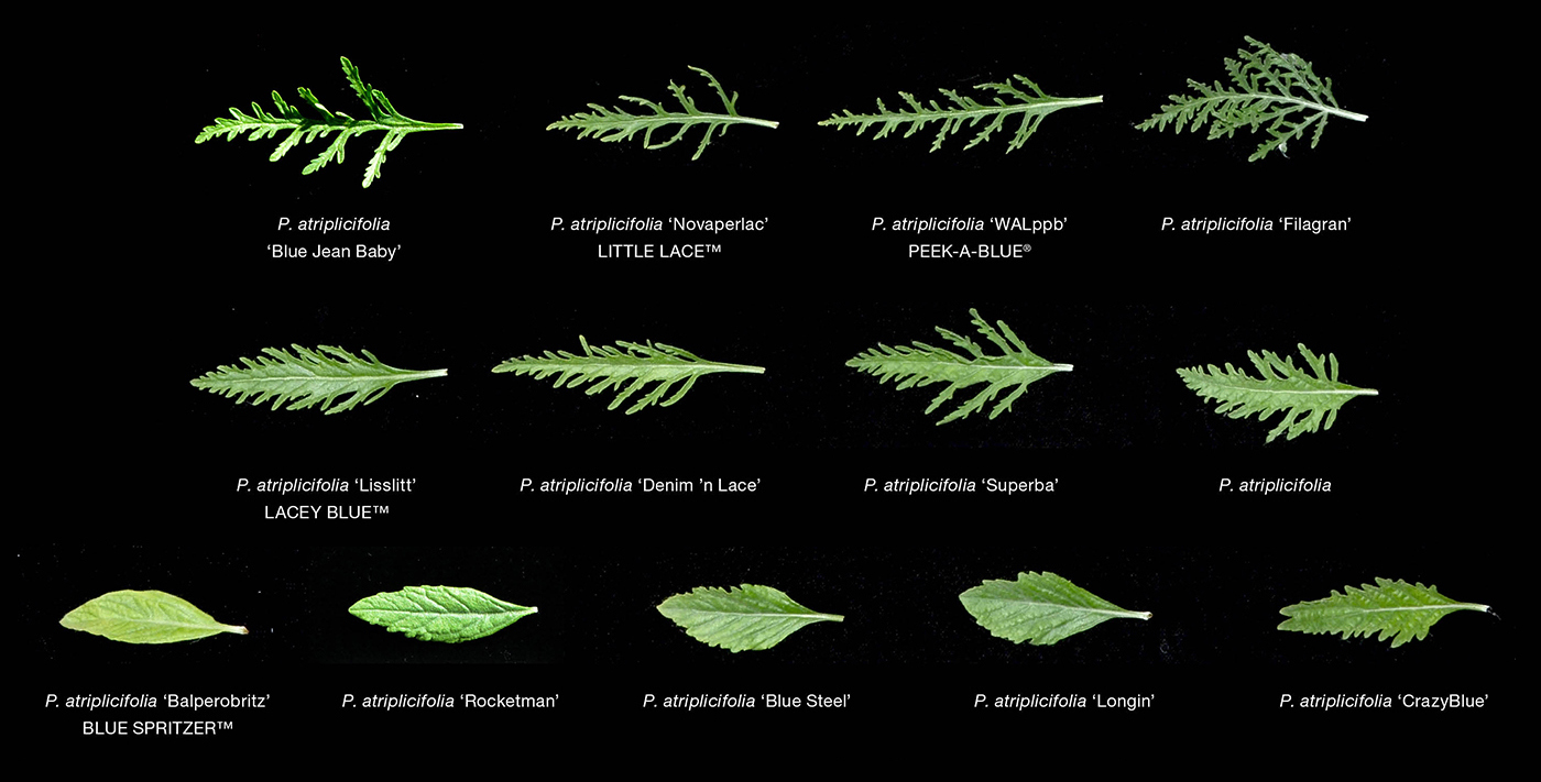 figure1: leaf morphology