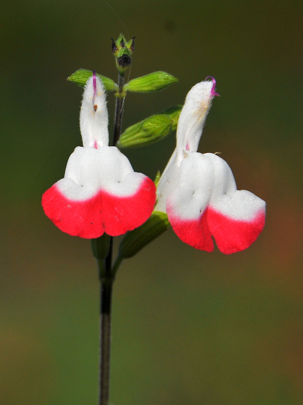 Bicolored Salvia microphylla ‘Hot Lips’ 