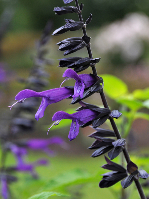 Salvia ‘Amistad’