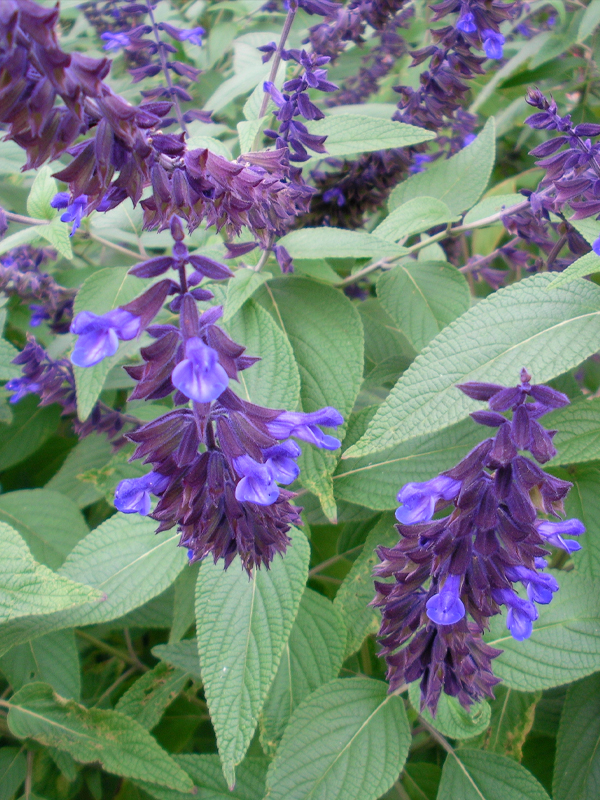 Salvia ‘Anthony Parker’