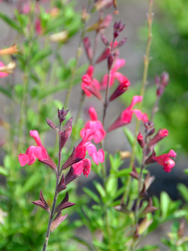 Salvia ARCTIC BLAZE® FUCHSIA